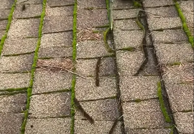Moss and algae removal from roof and gutters, gutter service for New Franklin, OH homes